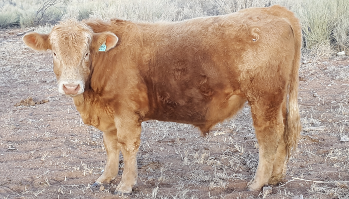 Charolais Bull H39